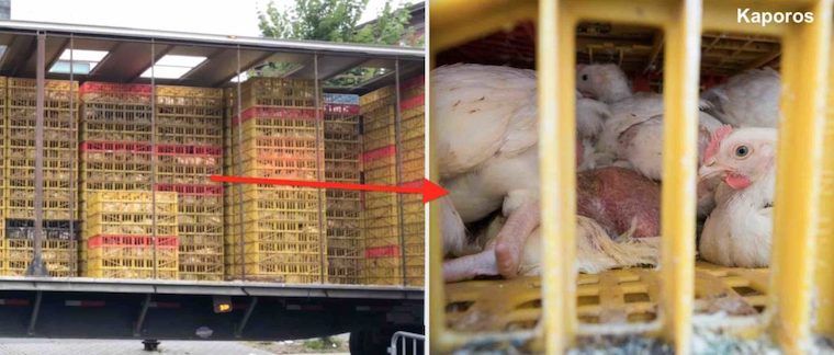 kaporos chicken cruelty