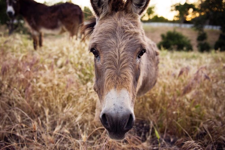 Donkey