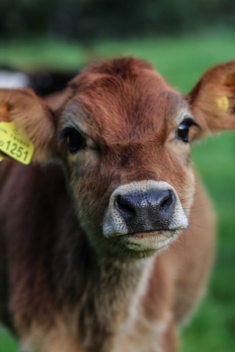 Calf
