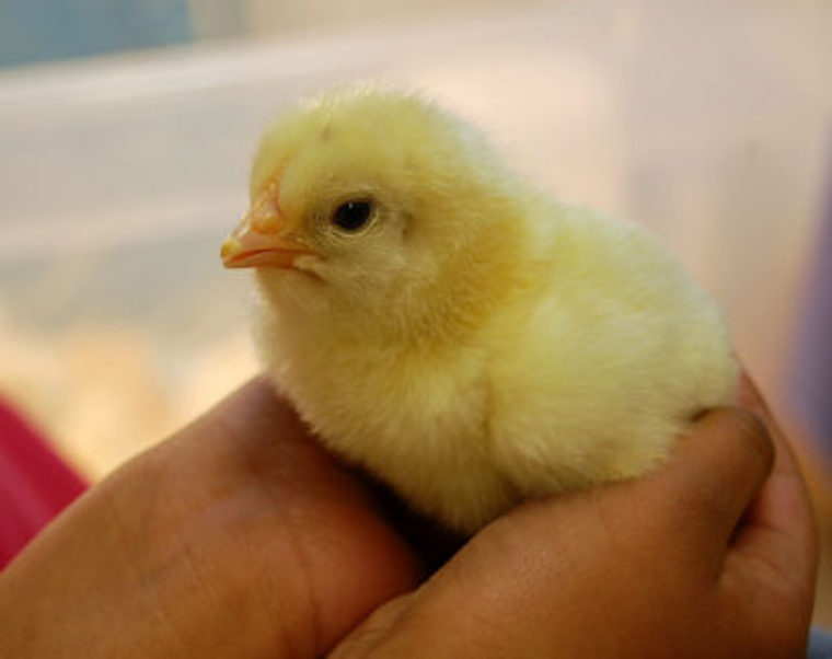 Chick