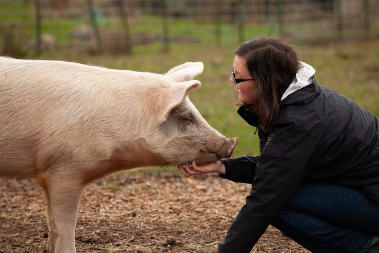 happy Pig