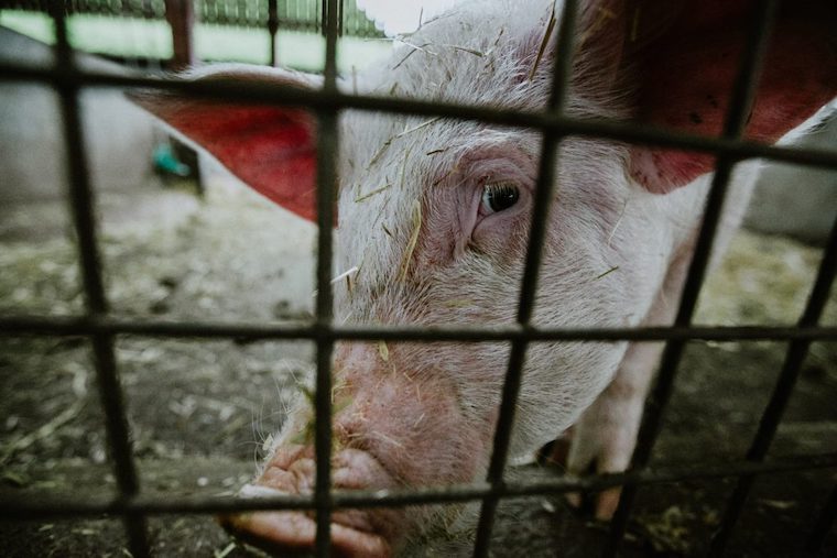 Pig