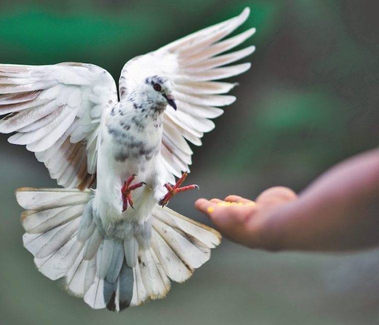 Dove