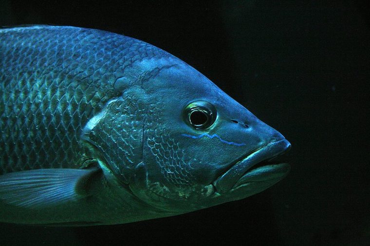 Fish face