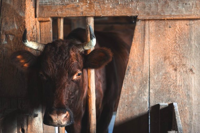 sad Cow