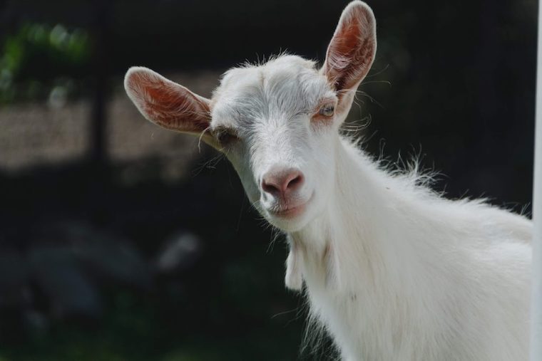 Goat