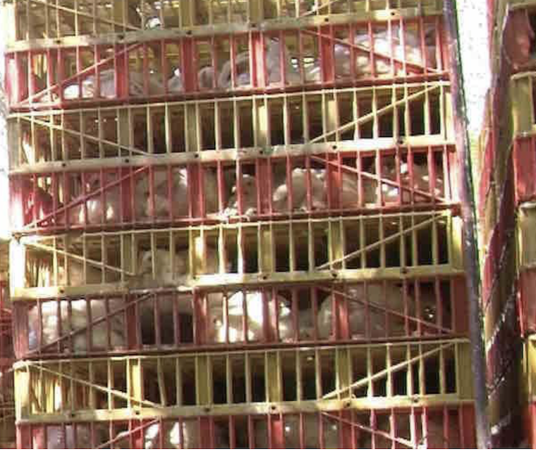 crated Chickens