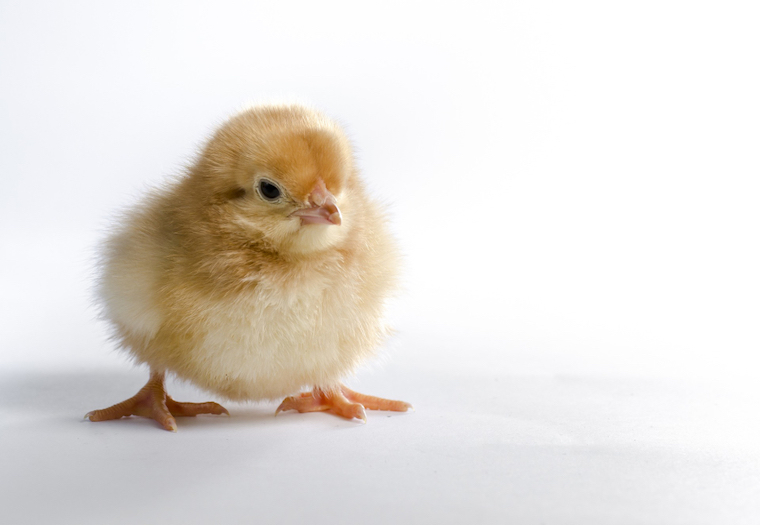 baby Chick