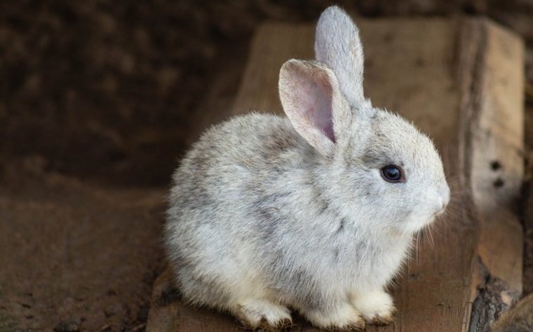 Rabbit