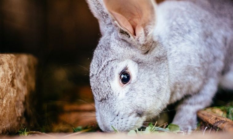 Rabbit