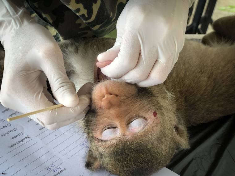 vivisected monkey