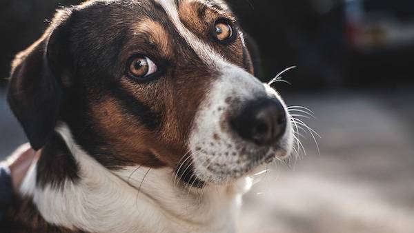 Dog face