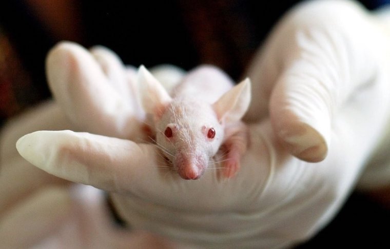 white Rat