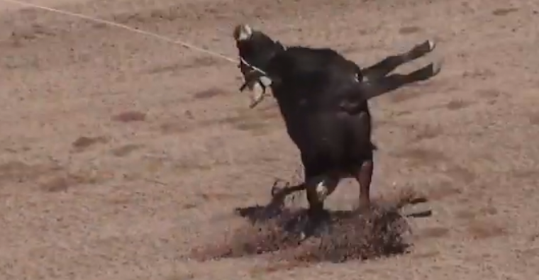Steer jerked down
