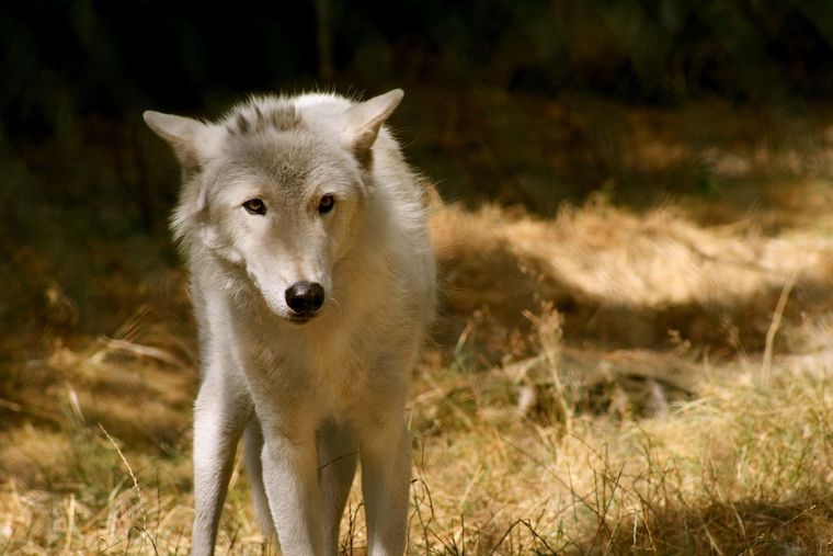 Arctic Wolf
