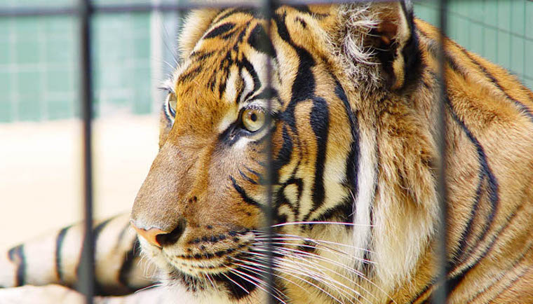 caged Tiger