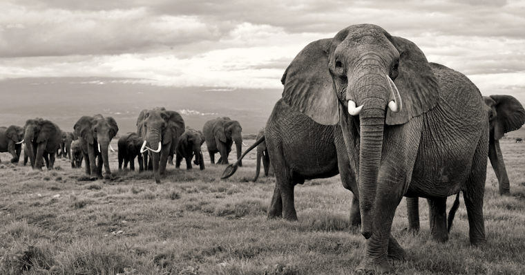 African Elephants