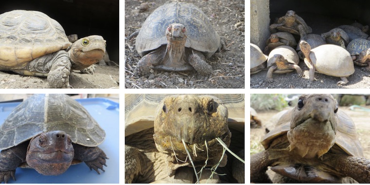 turtles tortoises