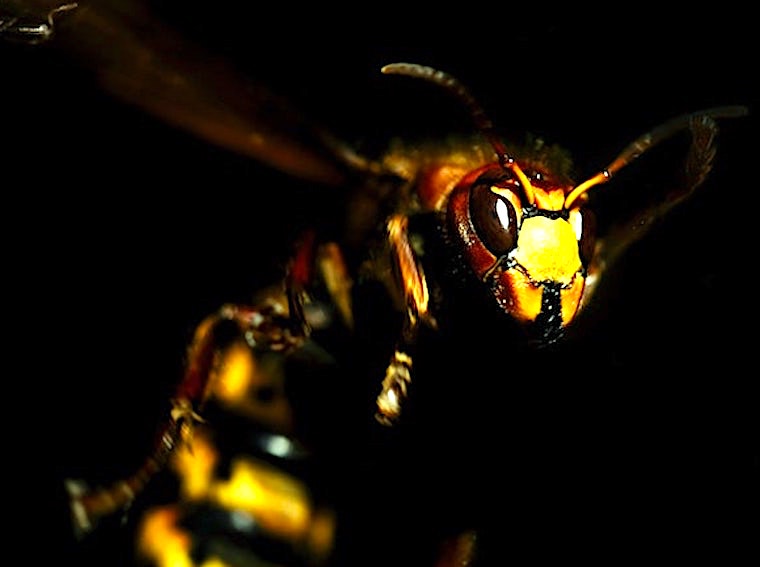 Black Bee