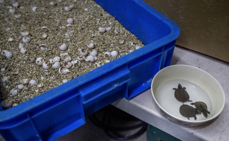 Turtle hatchlilngs