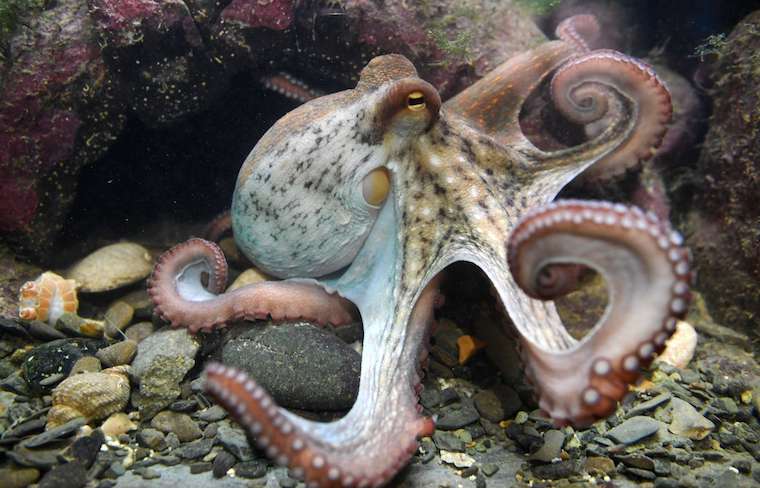 Octopus