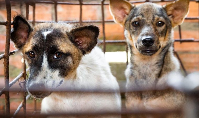 Dog slaughterhouse