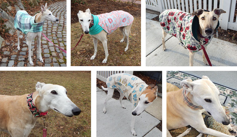 rescued Greyhounds