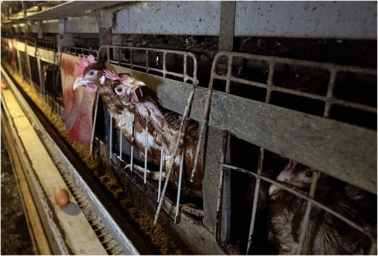 battery-caged hens