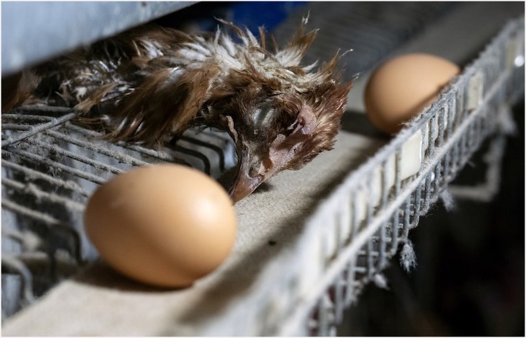 dead hen