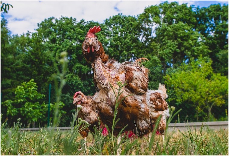rescued hens