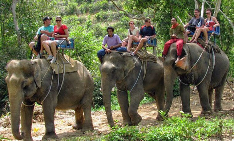 Elephant trekking