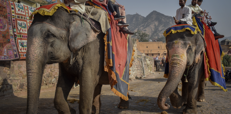 Elephant rides