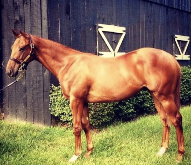 Holding Aces yearling