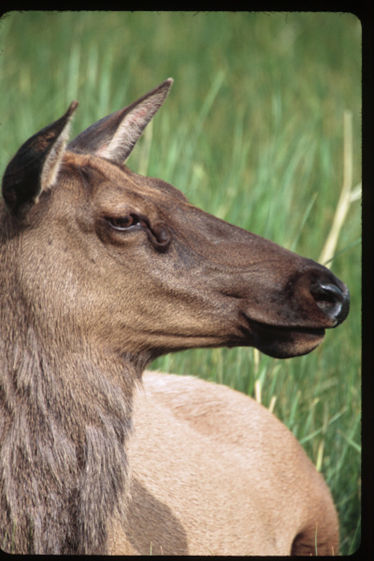 Elk