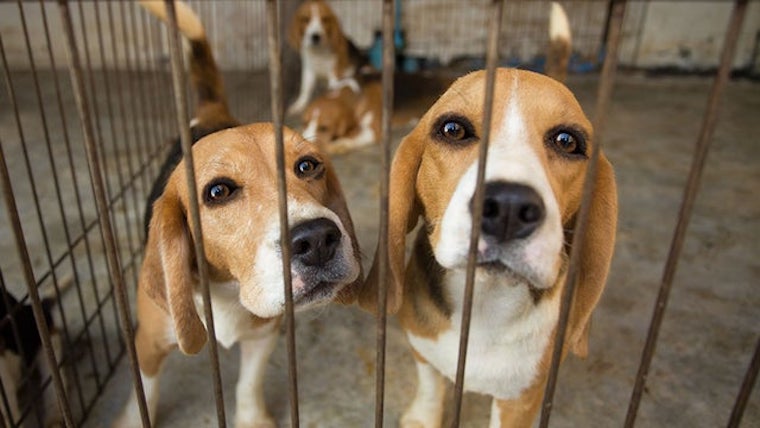 Lab Beagles