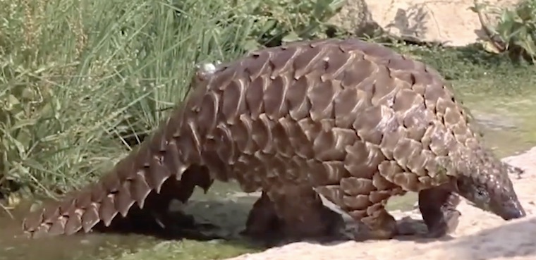 Pangolin