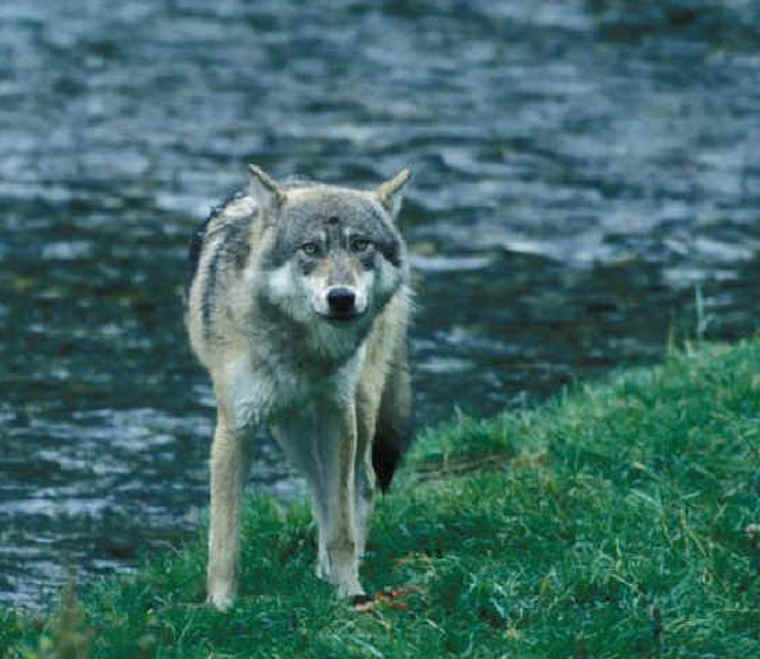 Wolf