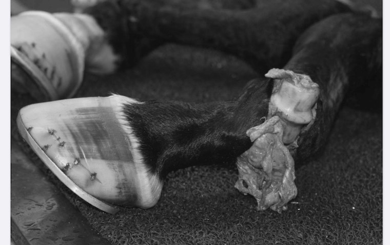 broken fetlock