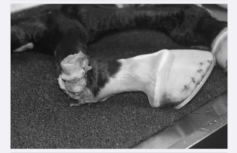 broken fetlock