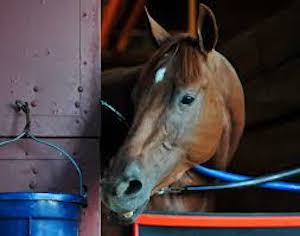 racehorse