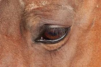 Horse eye