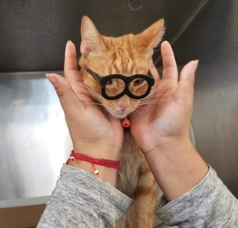 Cat Mr. Pickles