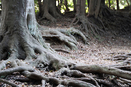 root of evil