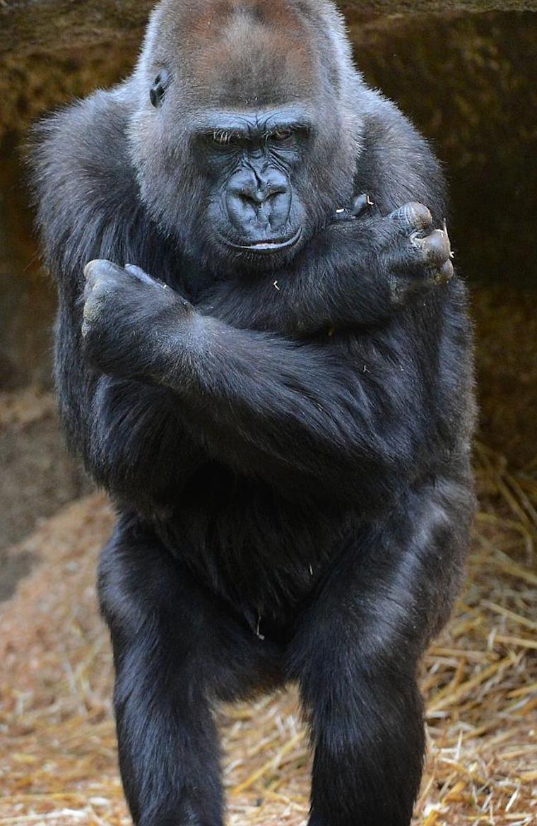 Gorilla Julia