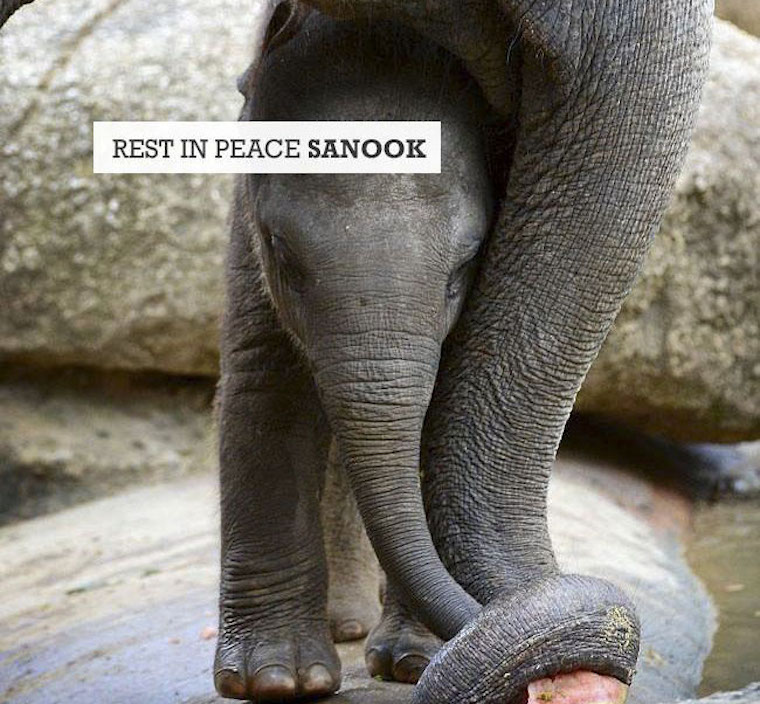 Elephpant Sanook