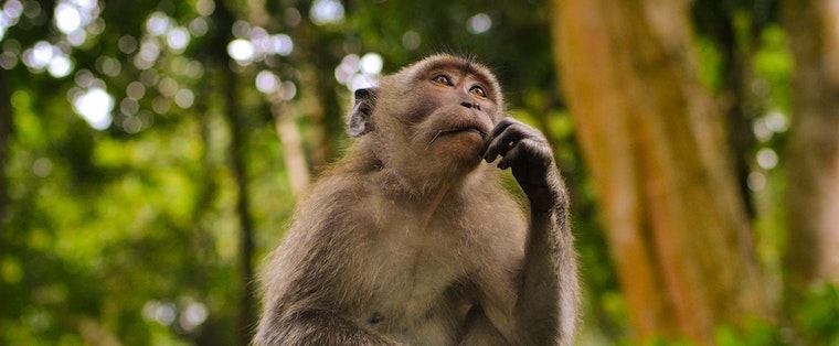 thinking Monkey