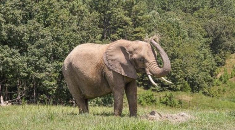 Nosey Elephant