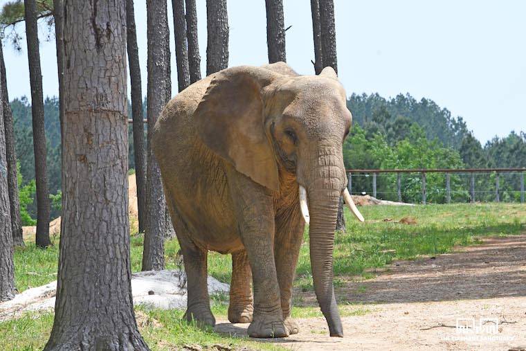 Elephant Nosey
