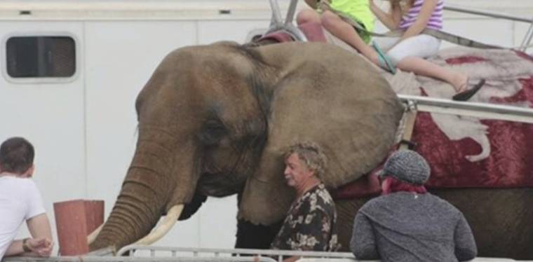 Elephant Nosey