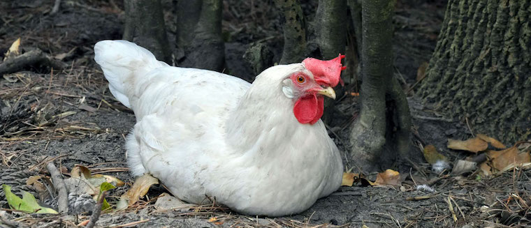 Happy Hen